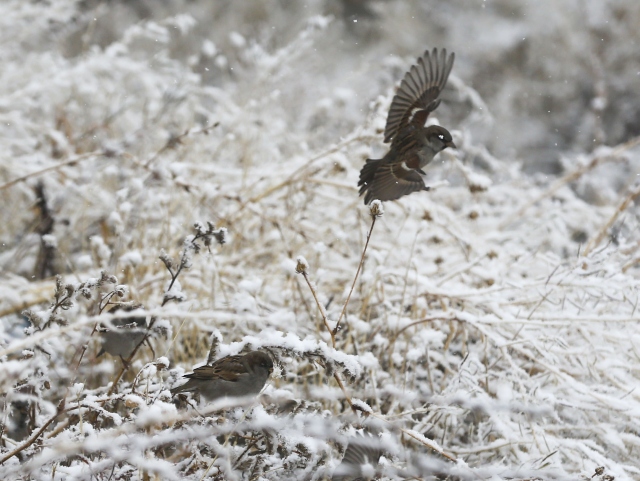 Ankara`da kar yağışı