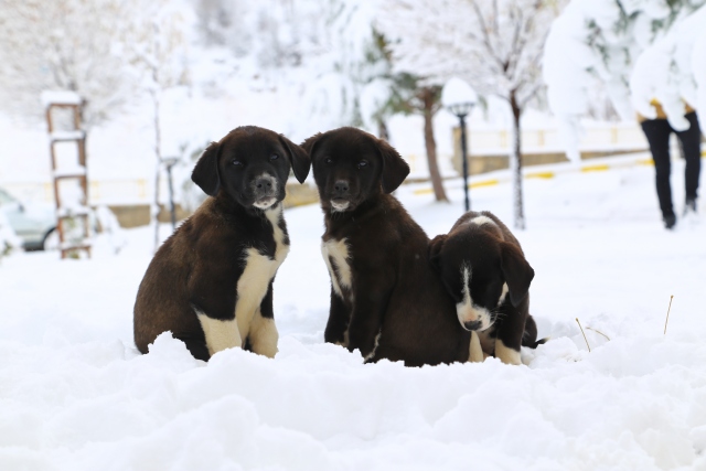 Konya`da kar yağışı