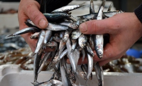 Hamsinin fiyatı tavan yaptı