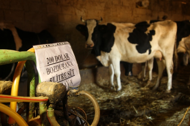 200 dolar bozdurana 5 litre süt hediye
