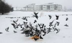 Bolu'da sokak hayvanları unutulmadı