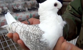 500 rengarenk kuşla festival