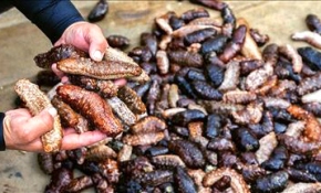 Deniz patlıcanı gelir kapısı oldu