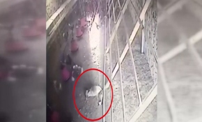 Tavuklar tilkiyi kovaladı