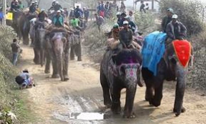 Nepal'de Fil Festivali