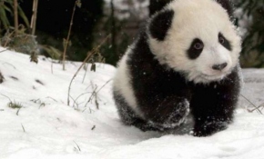 Kardan adamla oynayan panda