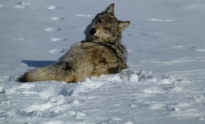 Bayburt'ta Drone ile kurt takibi