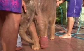 Yavru file hidroterapi tedavisi