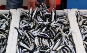 Hamsi fiyatında rekor artış