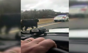 Otobanda inek kovaladılar