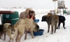 Sokak hayvanları için kar kış demeden 100 kilometre yol