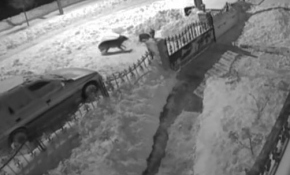 Şehre inen kurdun köpeğe saldırması kamerada