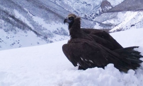 Kara akbaba doğaya bırakıldı