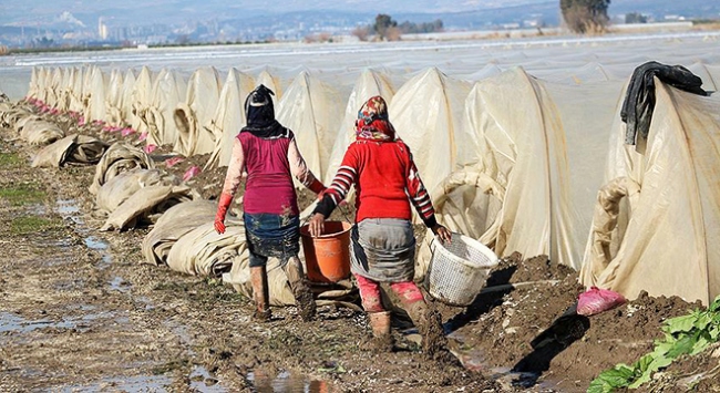 Selin vurduğu seralarda 'son hasat'
