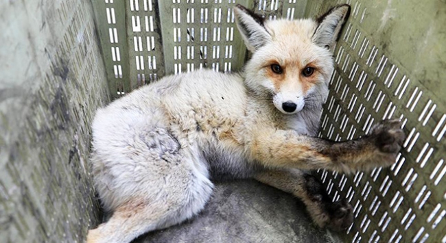 Soğuktan felç olan tilki tedavi altına alındı