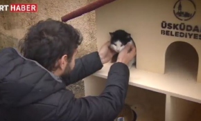 Yıkılan kedi evi yerine özel kedi evleri yerleştirildi