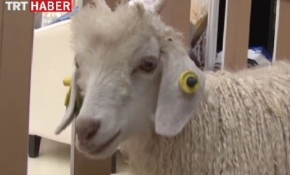 Ankara Keçisi için 'Tekebank'