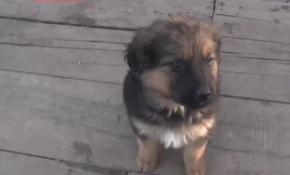 Soğuk havada sokak hayvanları unutulmadı