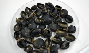 Böcek zırhından zayıflama hapı