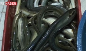 Yılan balığı balıkçıların yüzünü güldürdü