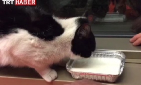 Soğuktan kaçan kedi meclise sığındı