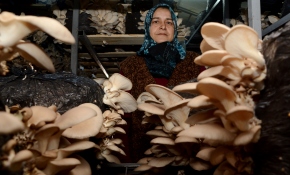 Merakla başladı üretici oldu