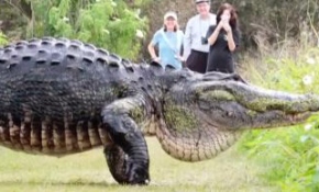 Amerika Birleşik Devletleri'nde dev timsah görenleri hayrete düşürdü.