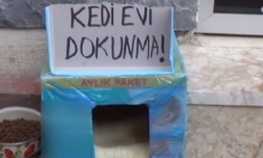 Esnafların kedi evi tartışması