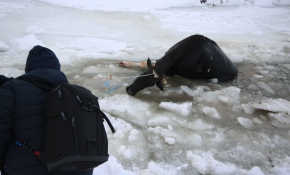 Göle düşen inek iple kurtarıldı