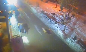 Aç kalan tilkiyi poğaça ile beslediler