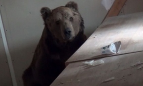 Uykusuz ayı depoya sığındı