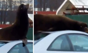 Onu görenler çok şaşırdı!