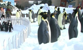 Çin'in yeni yıl kutlamalarını penguenler süsledi