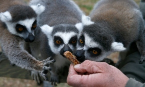 Lemurlar çoğalıyor