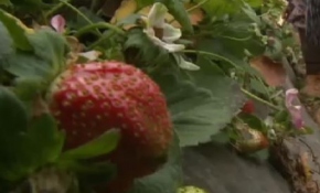 Yaz mevsiminin gözde meyvesi 'çilek'