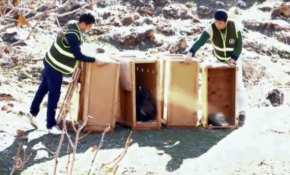 Atatürk Barajı Gölünde davetsiz misafirler