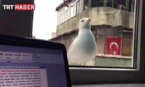 Sevimli martının beslenme anı