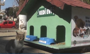Sokak kedileri yeni evlerine yerleştirildi