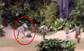 Zebra bakıcısına saldırdı