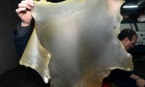 Türk mühendislerin yeni buluşu: Şeffaf deri