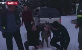 Yaralı halde bulunan karaca tedavi edildi