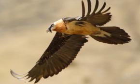 Türkiye'de ilk kez görüntülenen 'sakallı akbaba'