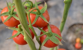 Diyarbakır 33 serada üretim