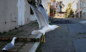 Martılara balıkçılardan yardım