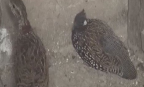 Doğal yaşam alanlarından koparılan kuşlar