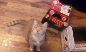 Kör kedi sahibini fena korkuttu