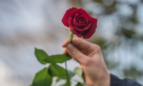 Güller 'Sevgililer Günü'ne hazır