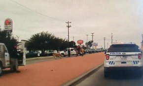 İnek kaçtı Polis kovaladı