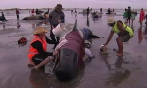 Yeni Zelanda'da yüzlerce balina karaya vurdu