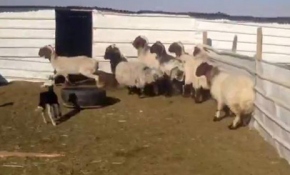 İlk kez kuzu gören sürü çok korktu